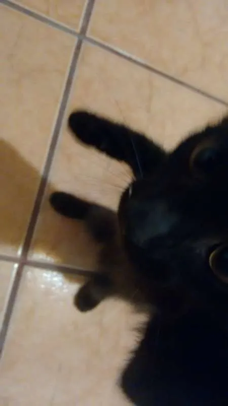 Gato ra a  idade 2 a 6 meses nome PRETINHO