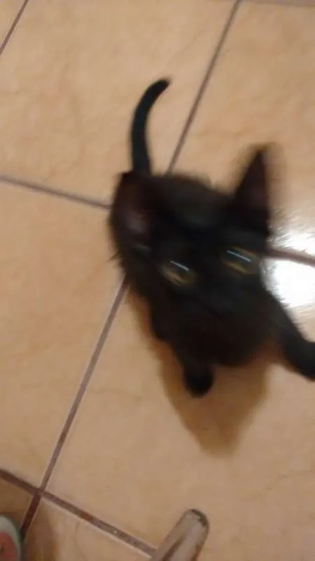 Gato ra a  idade 2 a 6 meses nome PRETINHO