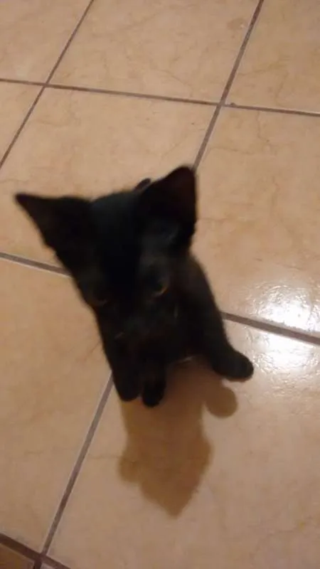 Gato ra a  idade 2 a 6 meses nome PRETINHO