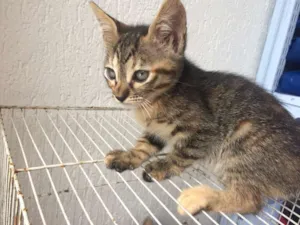 Gato raça SRD idade 2 a 6 meses nome Gatinhas