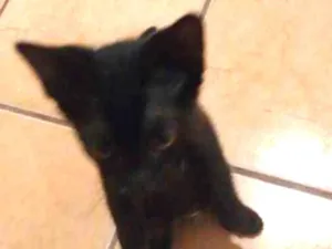 Gato raça  idade 2 a 6 meses nome PRETINHO