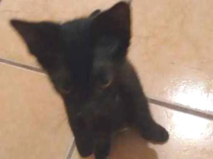 Gato ra a  idade 2 a 6 meses nome PRETINHO