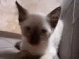 Bella