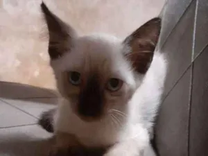 Gato raça Siamês  idade 2 a 6 meses nome Bella