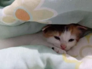 Gato raça SRD idade 2 anos nome AMORA
