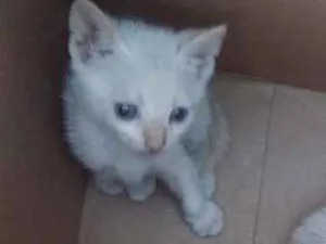 Gato raça Siamês idade Abaixo de 2 meses nome SIAMÊS