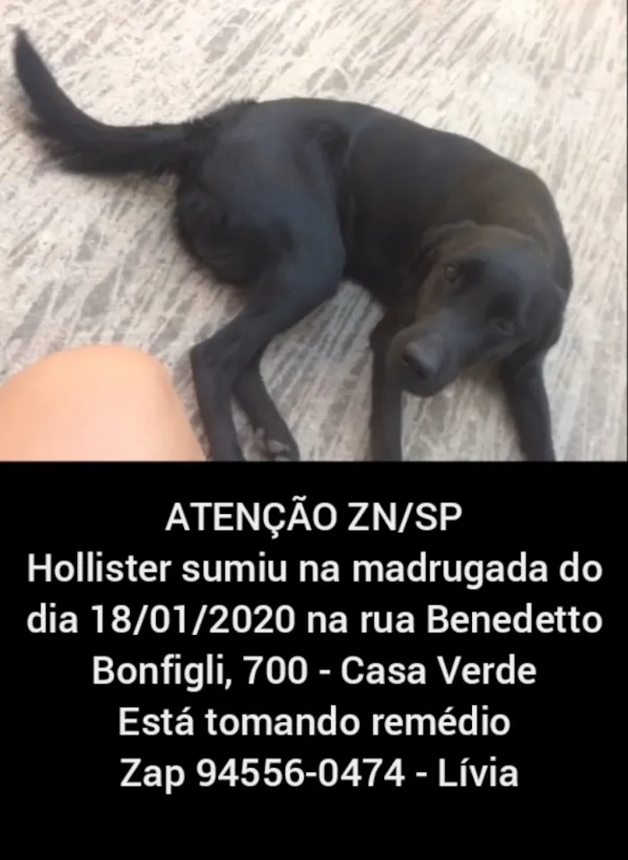 Cachorro ra a Vira-lata  idade 1 ano nome Hollister 