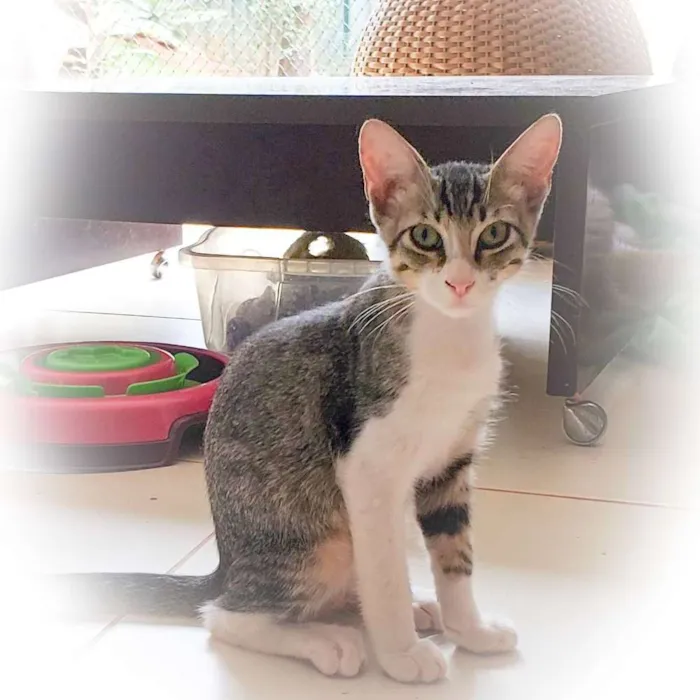 Gato ra a SRD idade 2 a 6 meses nome Menino