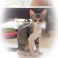 Menino