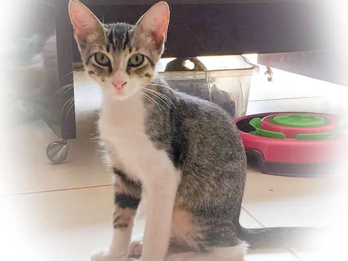 Gato ra a SRD idade 2 a 6 meses nome Menino