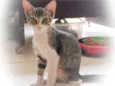 Menino