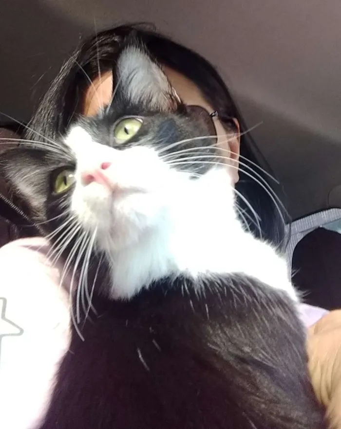Gato ra a SDR idade 2 a 6 meses nome Reyzinho
