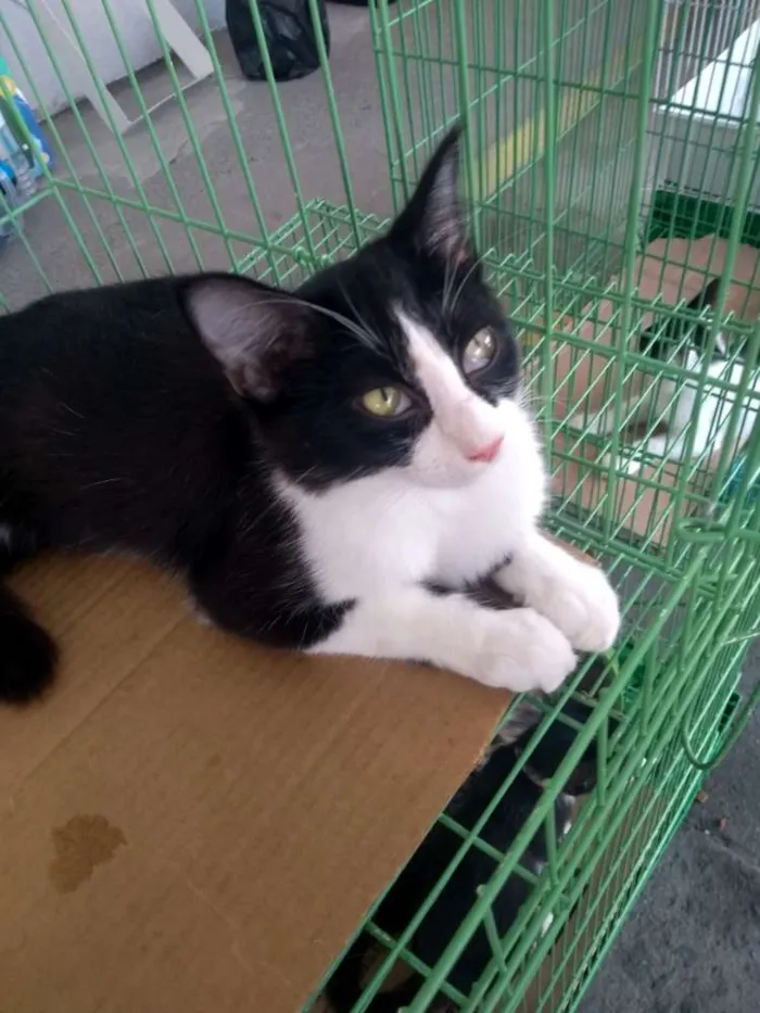 Gato ra a SDR idade 2 a 6 meses nome Reyzinho