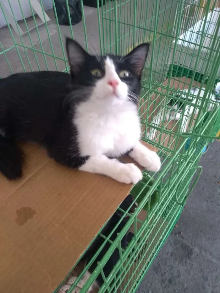 Gato ra a SDR idade 2 a 6 meses nome Reyzinho