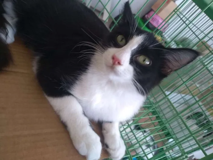 Gato ra a SDR idade 2 a 6 meses nome Reyzinho