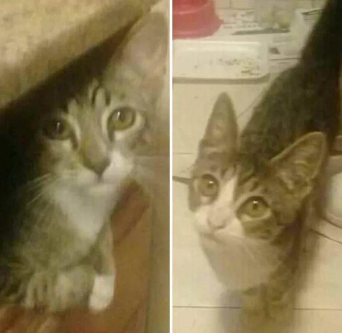 Gato ra a Rua idade 7 a 11 meses nome 2 gatinhos