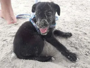 Cachorro raça Vira Lata idade 2 a 6 meses nome Shark
