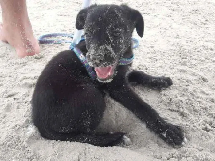 Cachorro ra a Vira Lata idade 2 a 6 meses nome Shark