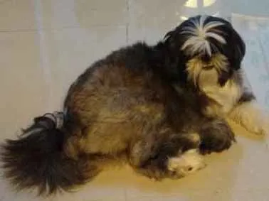 Cachorro raça Shitzu idade 2 anos nome Lulu