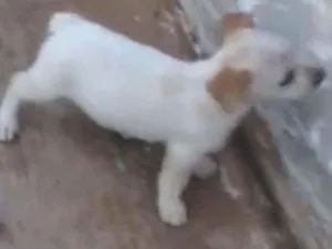 Cachorro raça Vira lata idade Abaixo de 2 meses nome Stela
