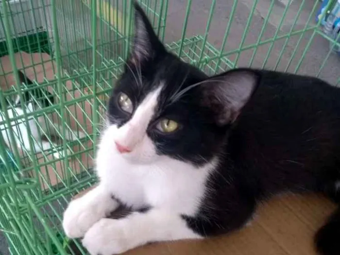 Gato ra a SDR idade 2 a 6 meses nome Reyzinho
