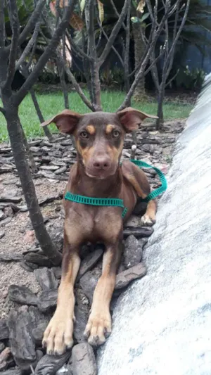 Cachorro raça Srd idade 2 a 6 meses nome Toody