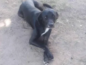 Cachorro raça Srd idade 1 ano nome Negão 