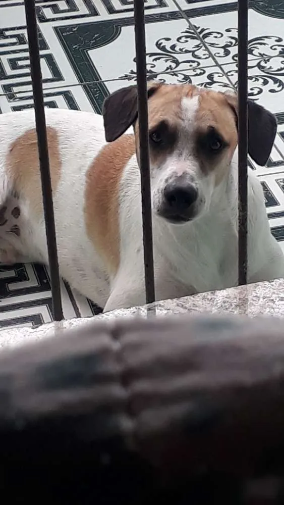 Cachorro raça Srd idade 1 ano nome Bobby 