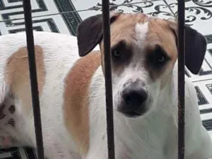 Cachorro raça Srd idade 1 ano nome Bobby 