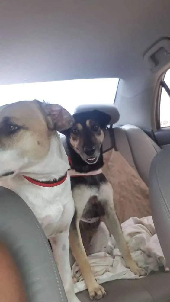Cachorro raça Srd idade 2 anos nome July 