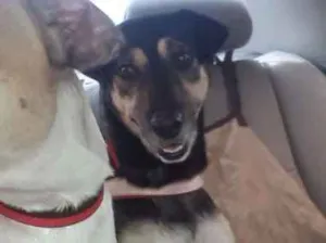 Cachorro raça Srd idade 2 anos nome July 