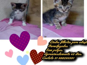 Gato raça Srd idade Abaixo de 2 meses nome Sem nome