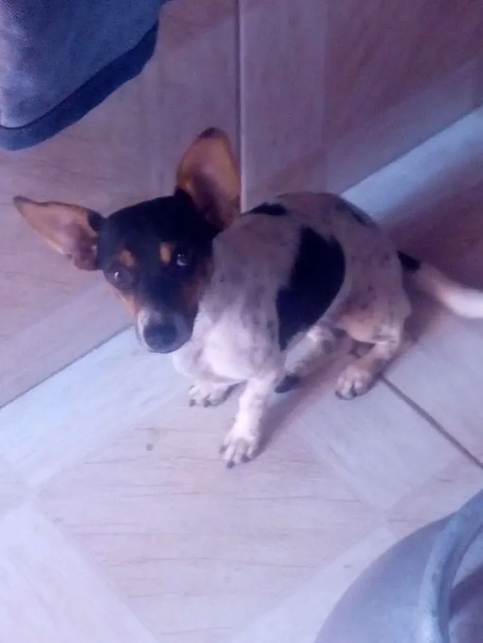 Cachorro ra a Vira-lata idade 1 ano nome Lili