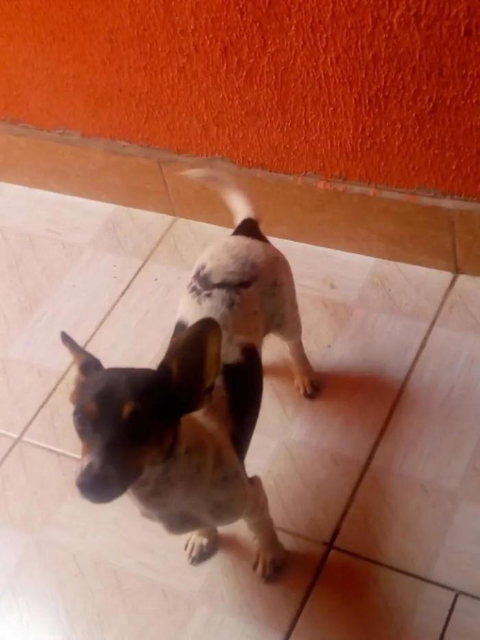 Cachorro ra a Vira-lata idade 1 ano nome Lili