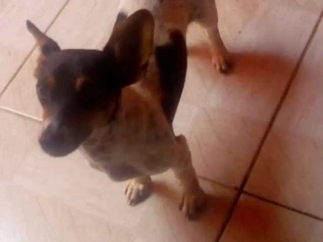 Cachorro ra a Vira-lata idade 1 ano nome Lili