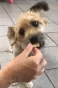Pitu