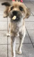 Pitu