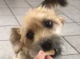 Pitu