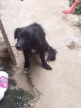 Estopa