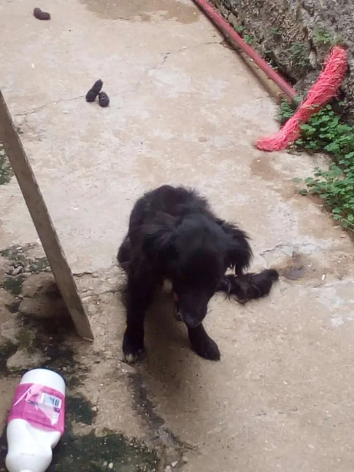 Cachorro ra a Rnd idade 2 anos nome Estopa