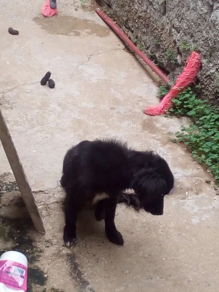 Cachorro ra a Rnd idade 2 anos nome Estopa
