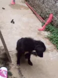 Estopa