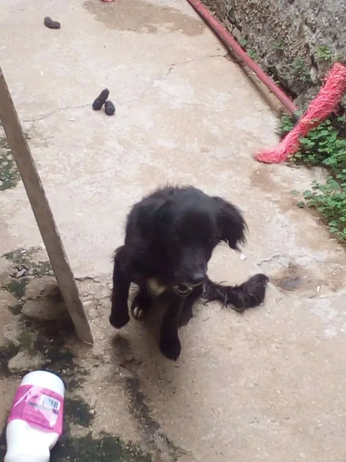 Cachorro ra a Rnd idade 2 anos nome Estopa