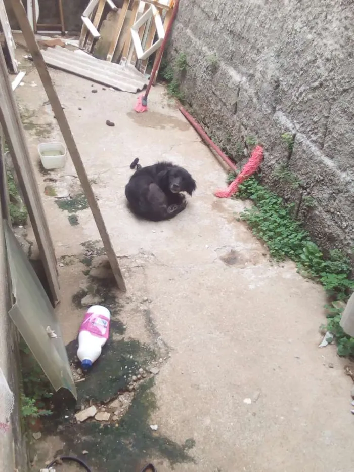 Cachorro ra a Rnd idade 2 anos nome Estopa