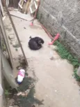 Estopa