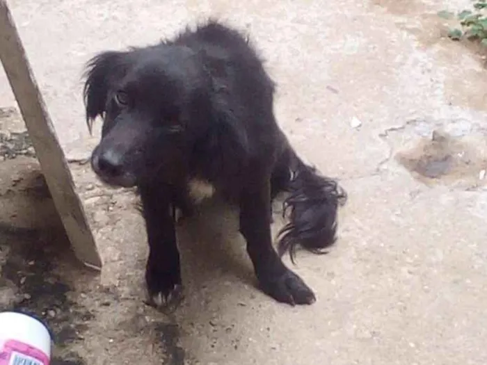 Cachorro ra a Rnd idade 2 anos nome Estopa