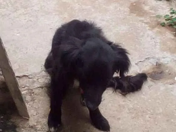 Cachorro ra a Rnd idade 2 anos nome Estopa