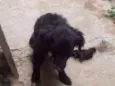 Estopa