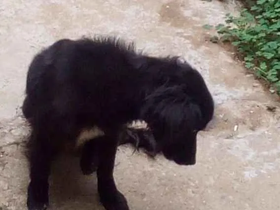 Cachorro ra a Rnd idade 2 anos nome Estopa