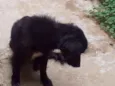 Estopa